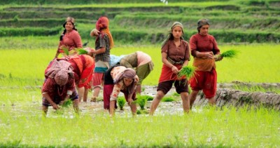 समयमै पर्याप्त वर्षा नहुँदा बारा ८० प्रतिशत मात्र रोपाइँ